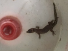 Pseudogonatodes guianensis