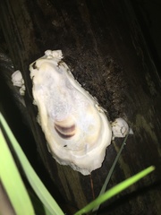 Crassostrea virginica