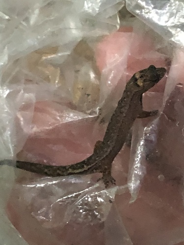 Amazon Pigmy Gecko, Pseudogonatodes guianensis