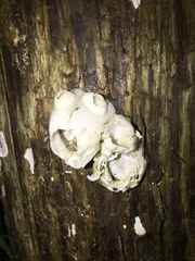 Amphibalanus eburneus