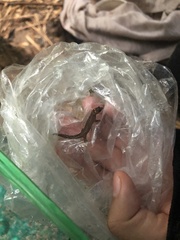 Pseudogonatodes guianensis
