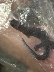 Pseudogonatodes guianensis