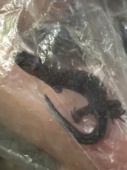 Pseudogonatodes guianensis