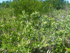 Indigofera cytisoides