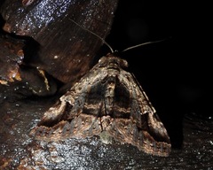 Ophiusini