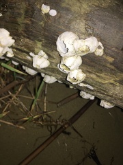 Amphibalanus eburneus