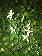Clematis terniflora