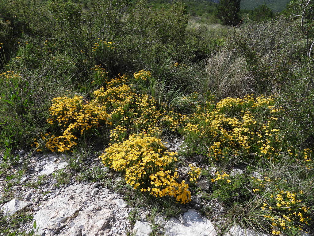 Chrysactinia mexicana, Saltillo, Coah., México