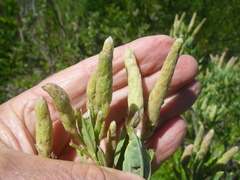 Indigofera cytisoides