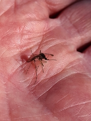 Aedes notoscriptus