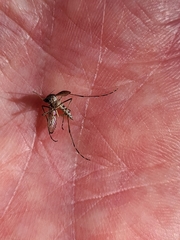 Aedes notoscriptus