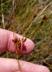 Juncus greenei