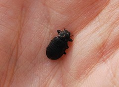 Heterotarsus carinula