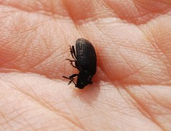 Heterotarsus carinula