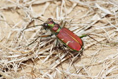 Cicindela limbalis