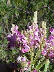 Indigofera cytisoides