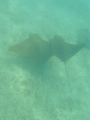 Rhinoptera steindachneri