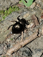 Meracantha contracta