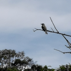 Mimus gilvus tolimensis