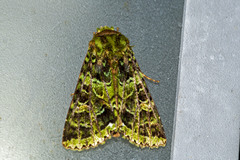 Heterochroma berylloides