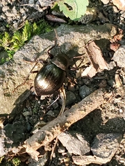 Meracantha contracta