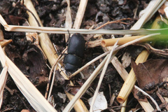Dorcus parallelipipedus