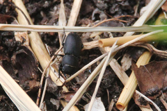 Dorcus parallelipipedus
