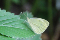 Pieris rapae