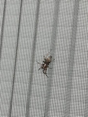 Scotophaeus scutulatus