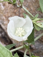 Malvella sagittifolia