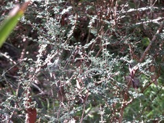 Phyllanthus microcladus