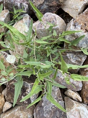 Malvella sagittifolia