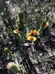 Dillwynia floribunda