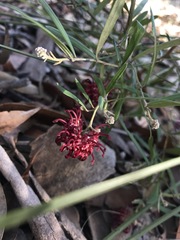 Grevillea diffusa
