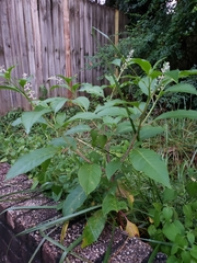 Phytolacca americana