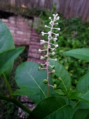 Phytolacca americana
