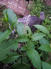 Phytolacca americana