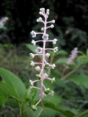 Phytolacca americana
