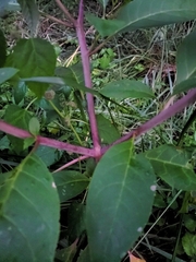 Phytolacca americana