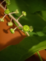 Phytolacca americana