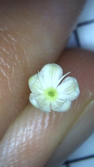 Phytolacca americana