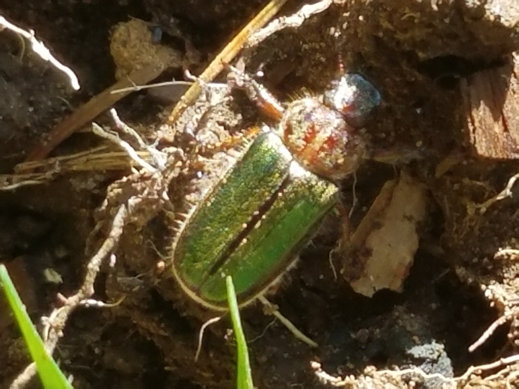 Dichelonyx validus