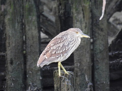 Nycticorax nycticorax