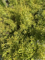 Morella cerifera image