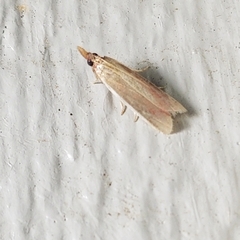 Peoria approximella