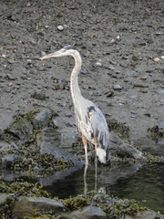Ardea herodias