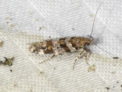 Aristotelia pudibundella