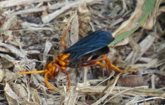 Hemipepsis tamisieri