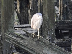 Nycticorax nycticorax