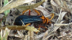 Hemipepsis tamisieri